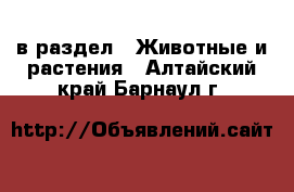  в раздел : Животные и растения . Алтайский край,Барнаул г.